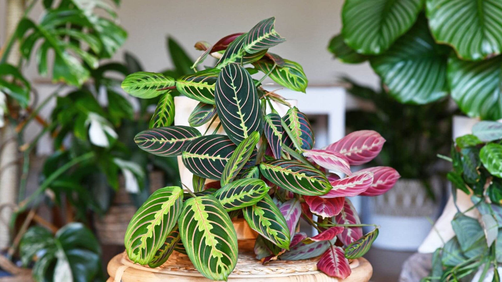 Baltagyslė maranta (lot. Maranta leuconeura) priežiūra, sodinimas, tręšimas