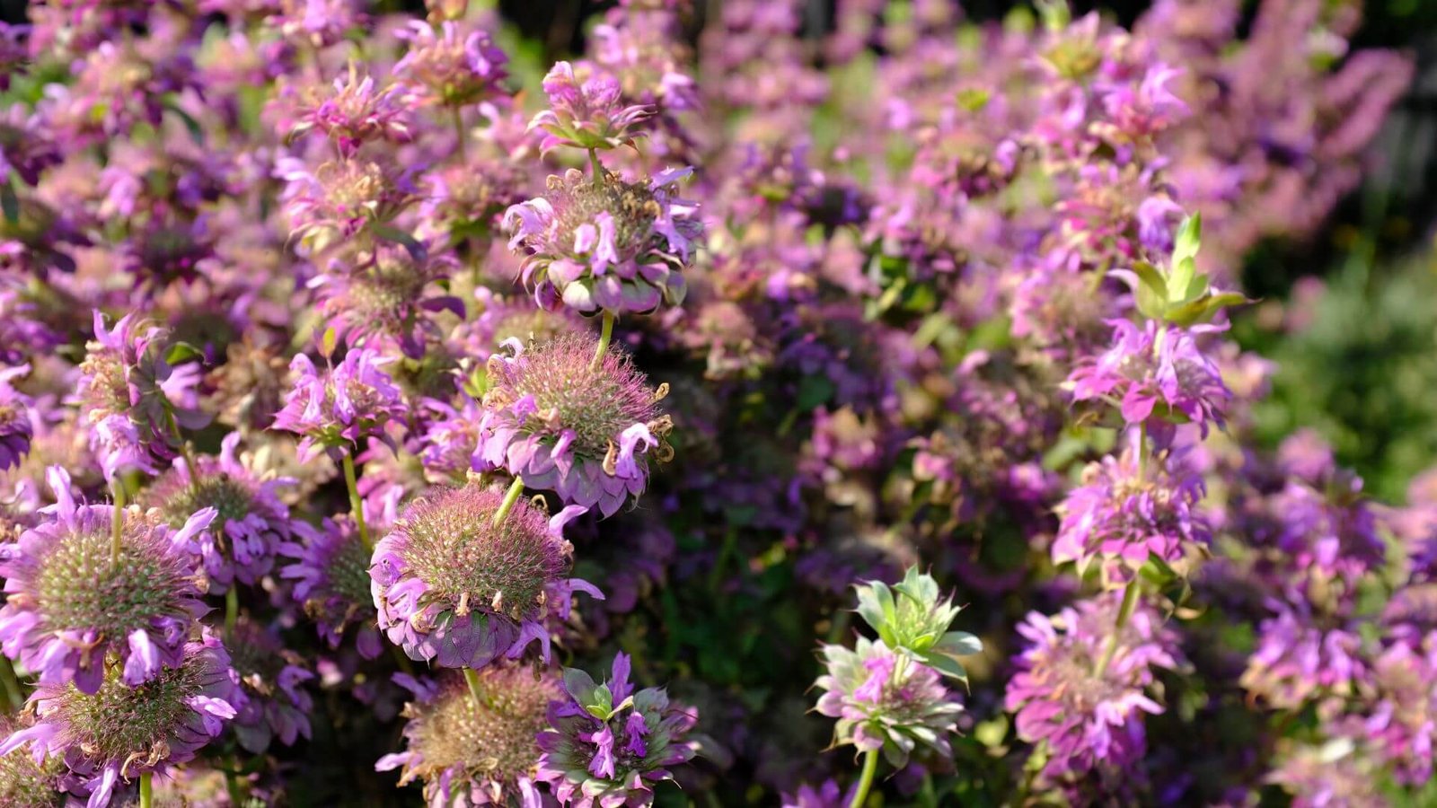 Citrininė monarda (Monarda citriodora) priežiūra, auginimas, sodinimas