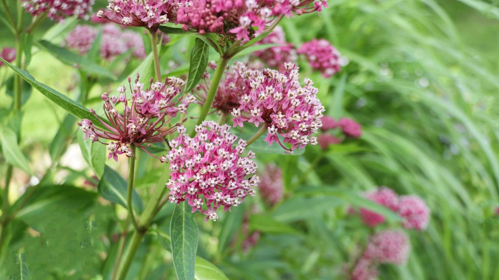 Kemeras (lot. Eupatorium) priežiūros darbų kalendorius