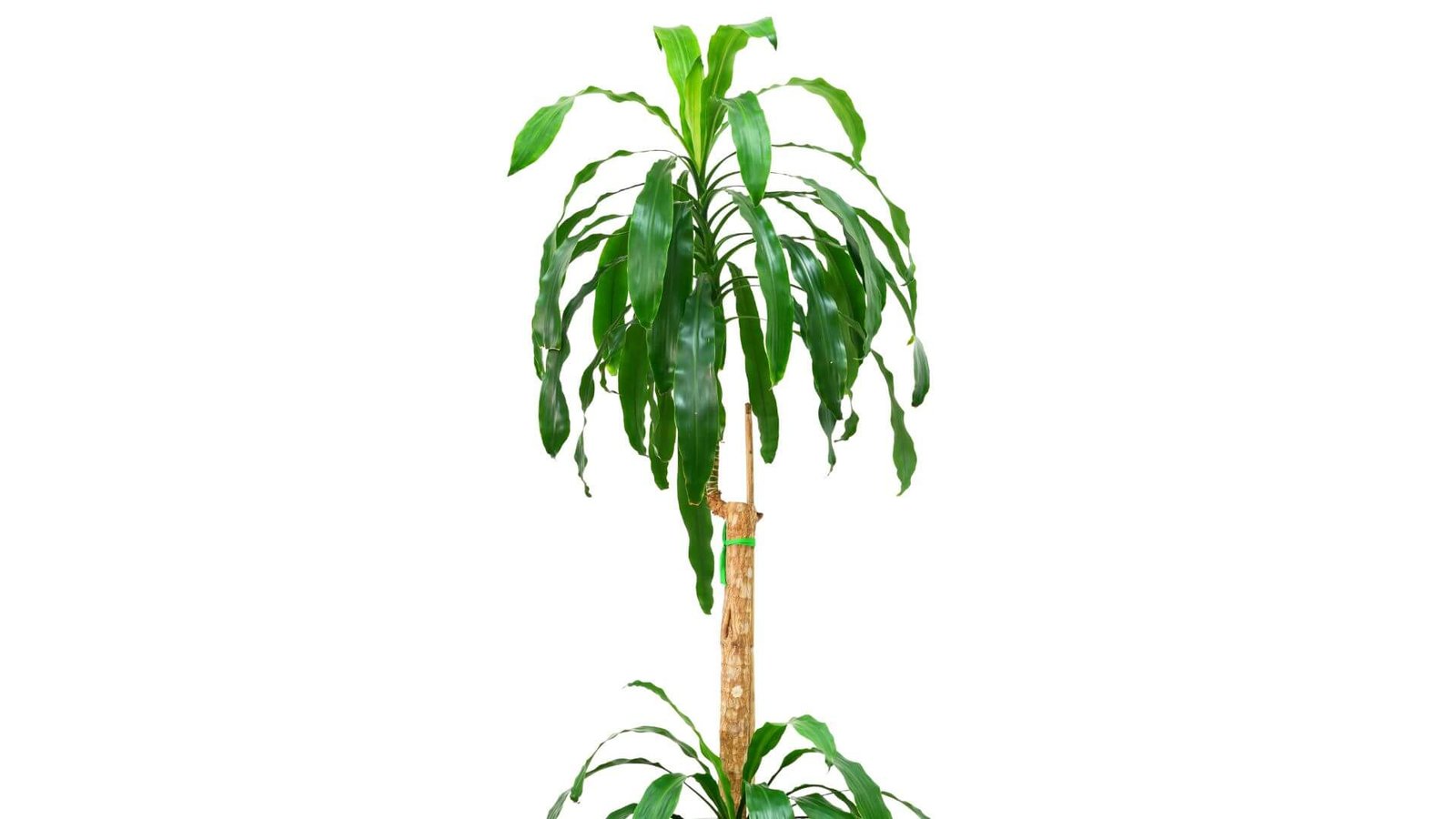 Kvapioji dracena (lot. Dracaena fragrans) priežiūros kalendorius