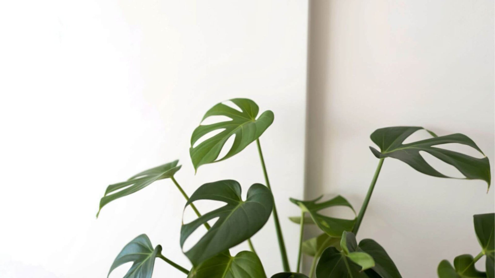 Nuostabioji monstera (lot. Monstera deliciosa)