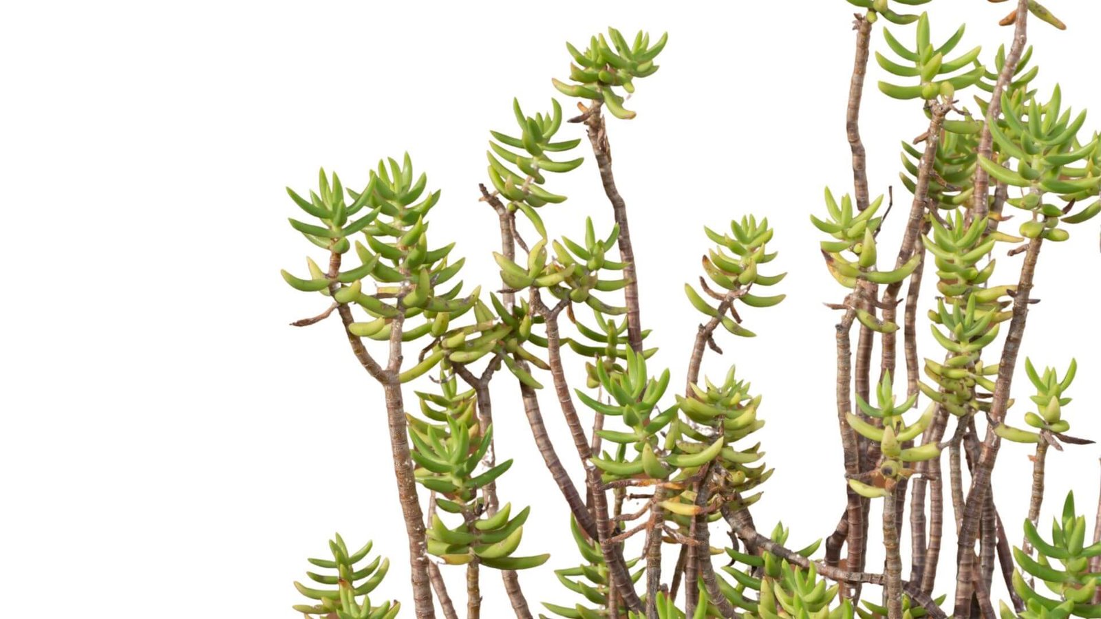 Lenktalapis šilokas (lot. Sedum reflexum) priežiūra auginimas