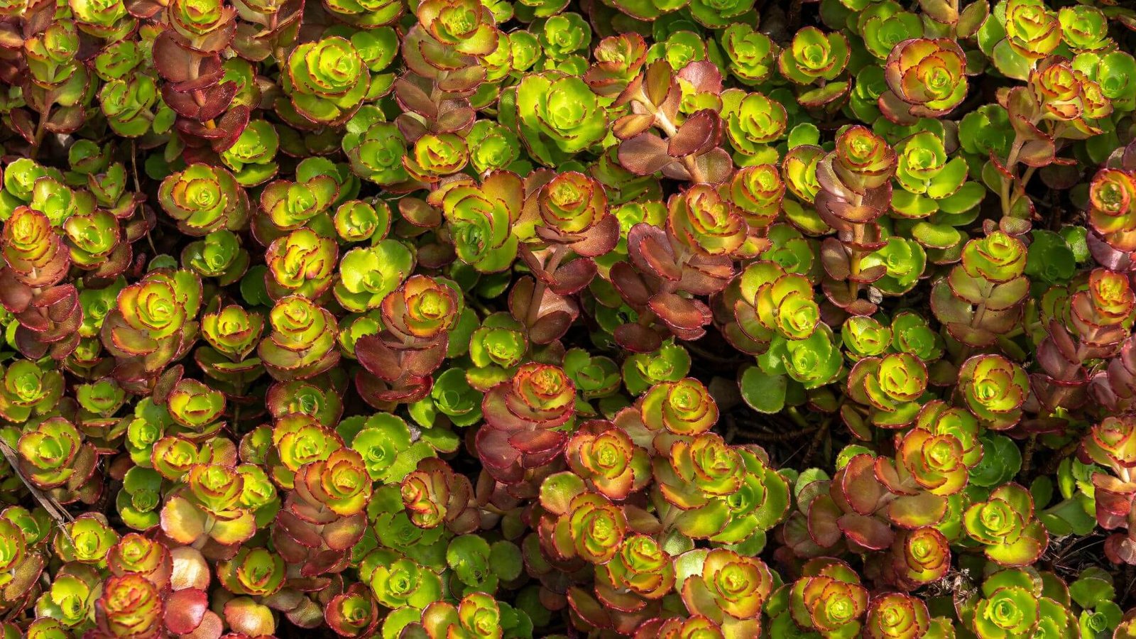 Kaukazinis šilokas (lot. Sedum spurium) priežiūra, auginimas