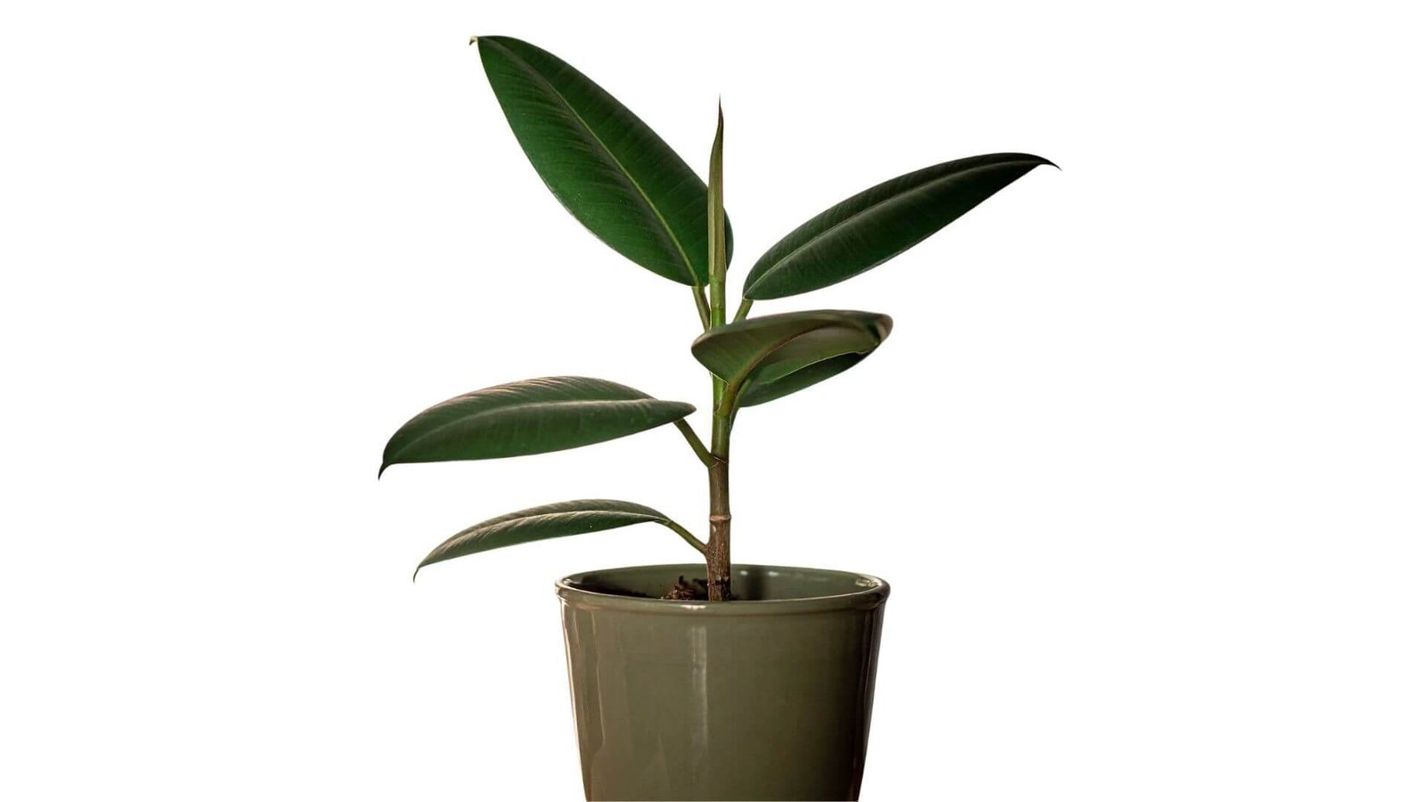 Stambialapis fikusas (Ficus elastica)