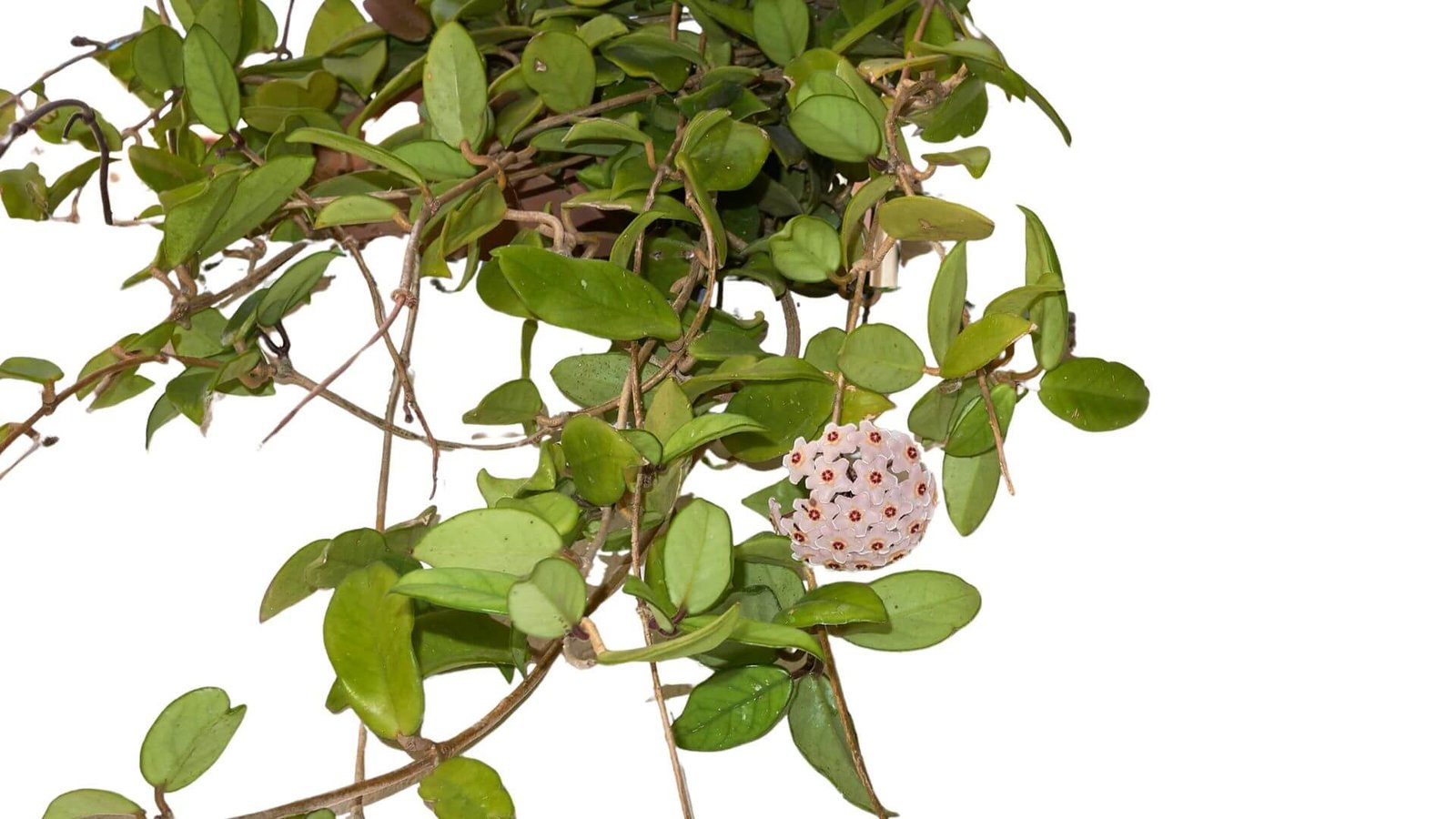 Storalapė vaškuolė (lot. Hoya carnosa) priežiūra, genėjimas, dauginimas, laistymas