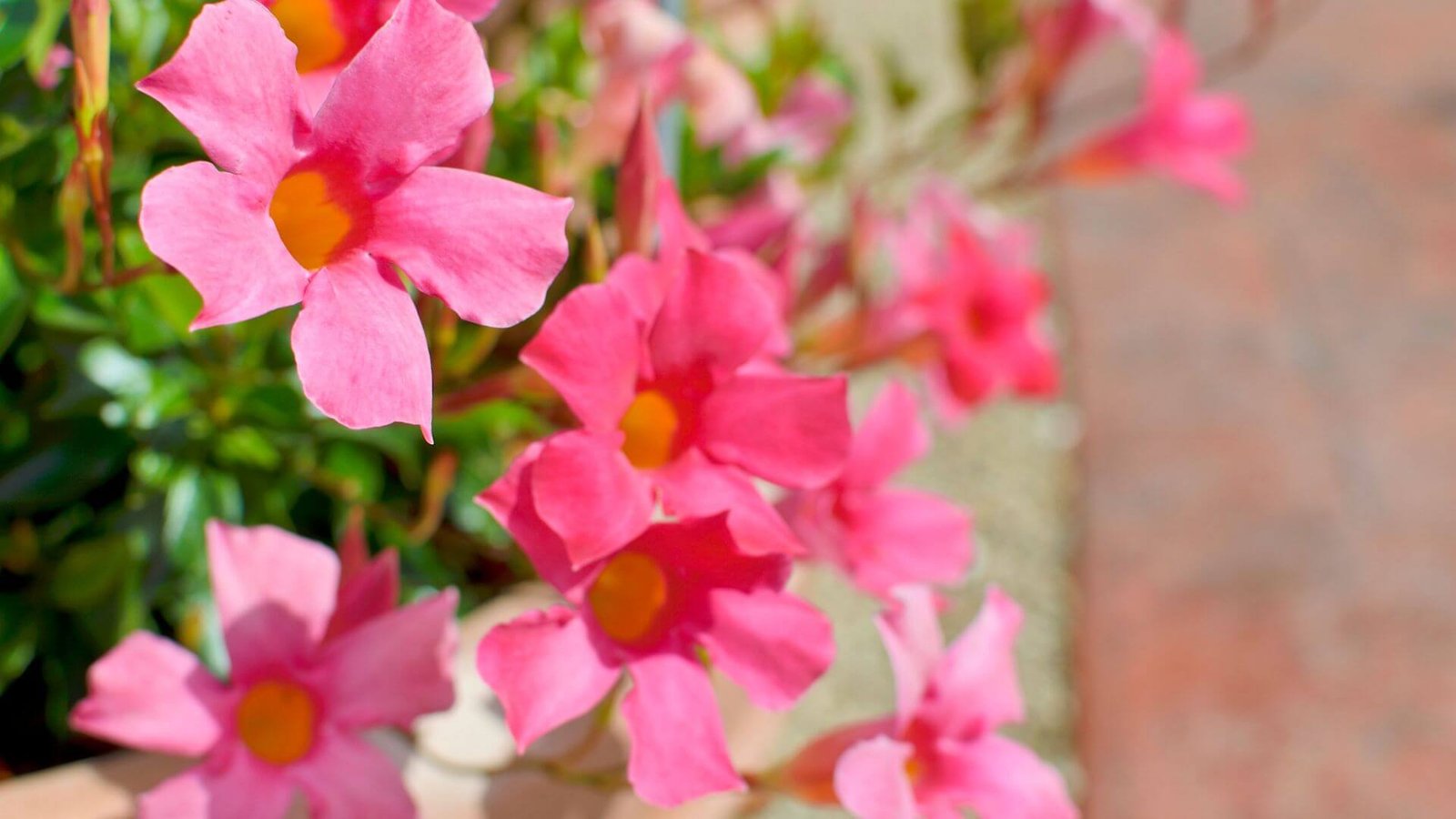 Mandevila / Dipladenija (lot. Mandevilla / lot. Sundaville) priežiūros kalendorius