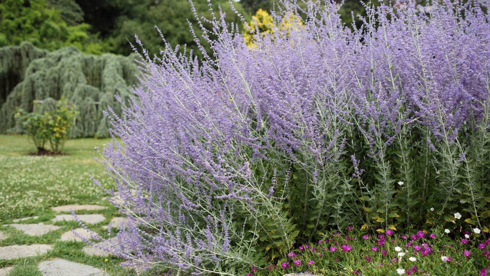 Melsvai violetiniai mėleso žiedai