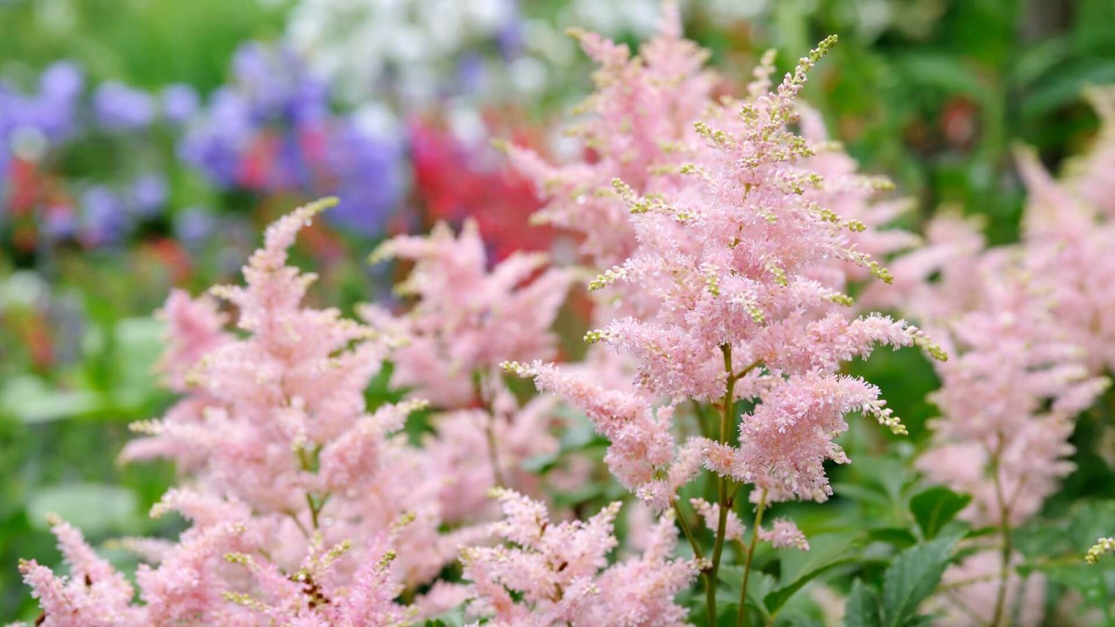 Švelniai rožinis, purus astilbės 'Peach Blossom' žiedynas