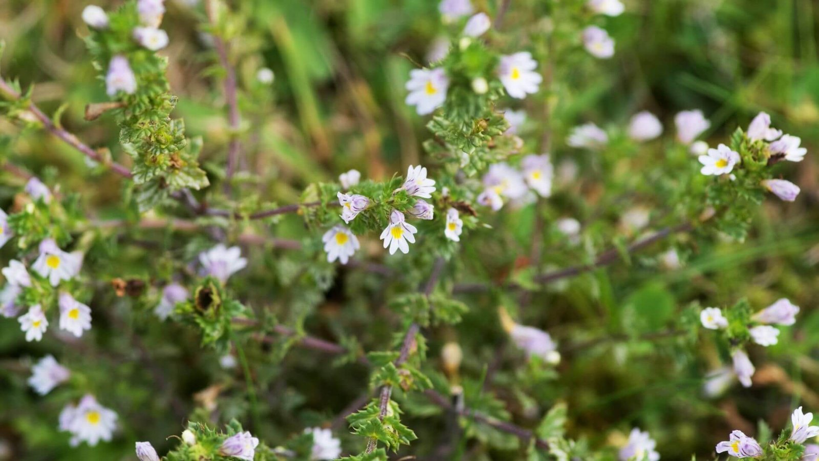 Smulkūs, balti su violetiniais dryželiais akišveitės žiedai