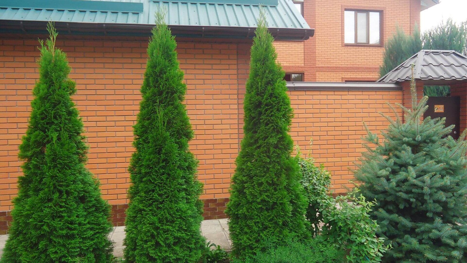 Didžiosios tujos 'Can-Can' šakelė su šviesiais galiukais