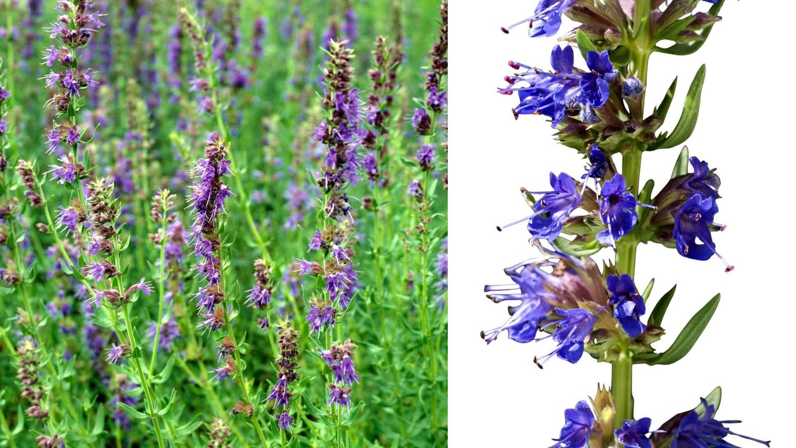 Melsvai violetiniai juozažolės žiedai ant stiebo