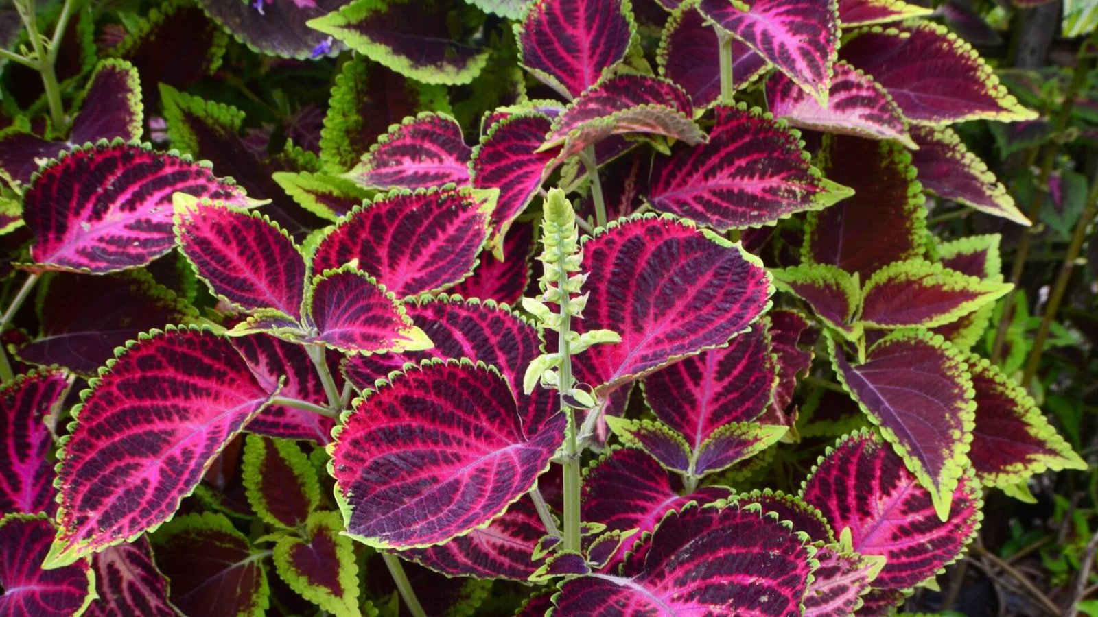 Darželinis margenis / Gumbinas (lot. Coleus scutellarioides) priežiūros kalendorius