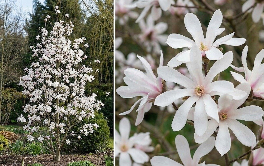 Balti, žvaigždės formos magnolijos 'Norman Gould' žiedai