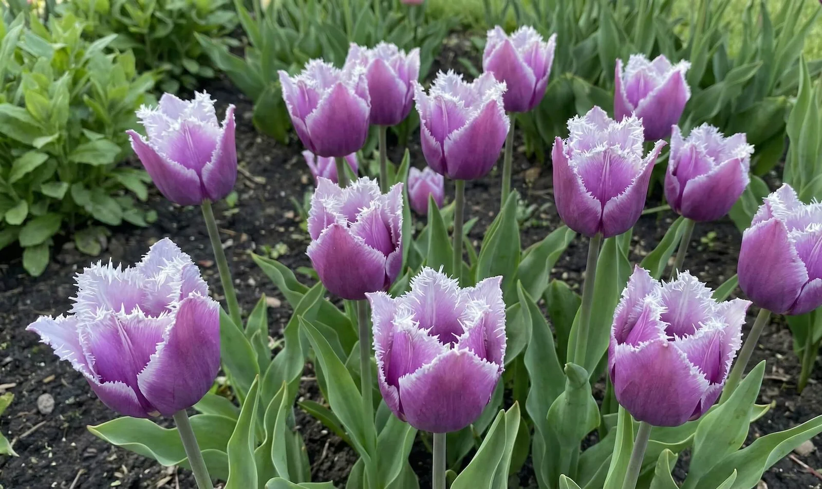 Violetinis tulpės 'Cummins' žiedas su karpytu baltu kraštu