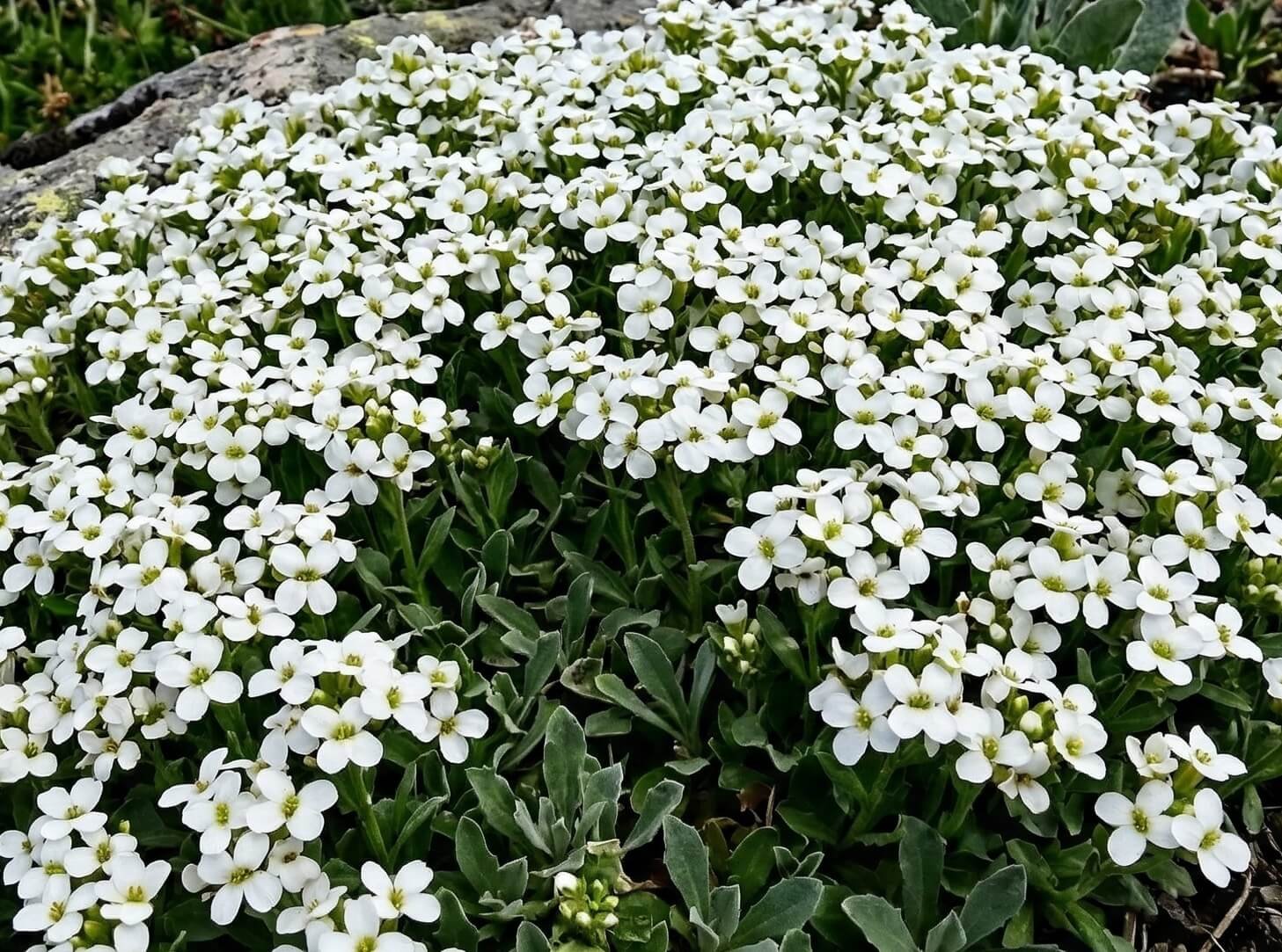 Tankus kilimas iš smulkių baltų alpinio vaistučio (Arabis alpina) žiedų