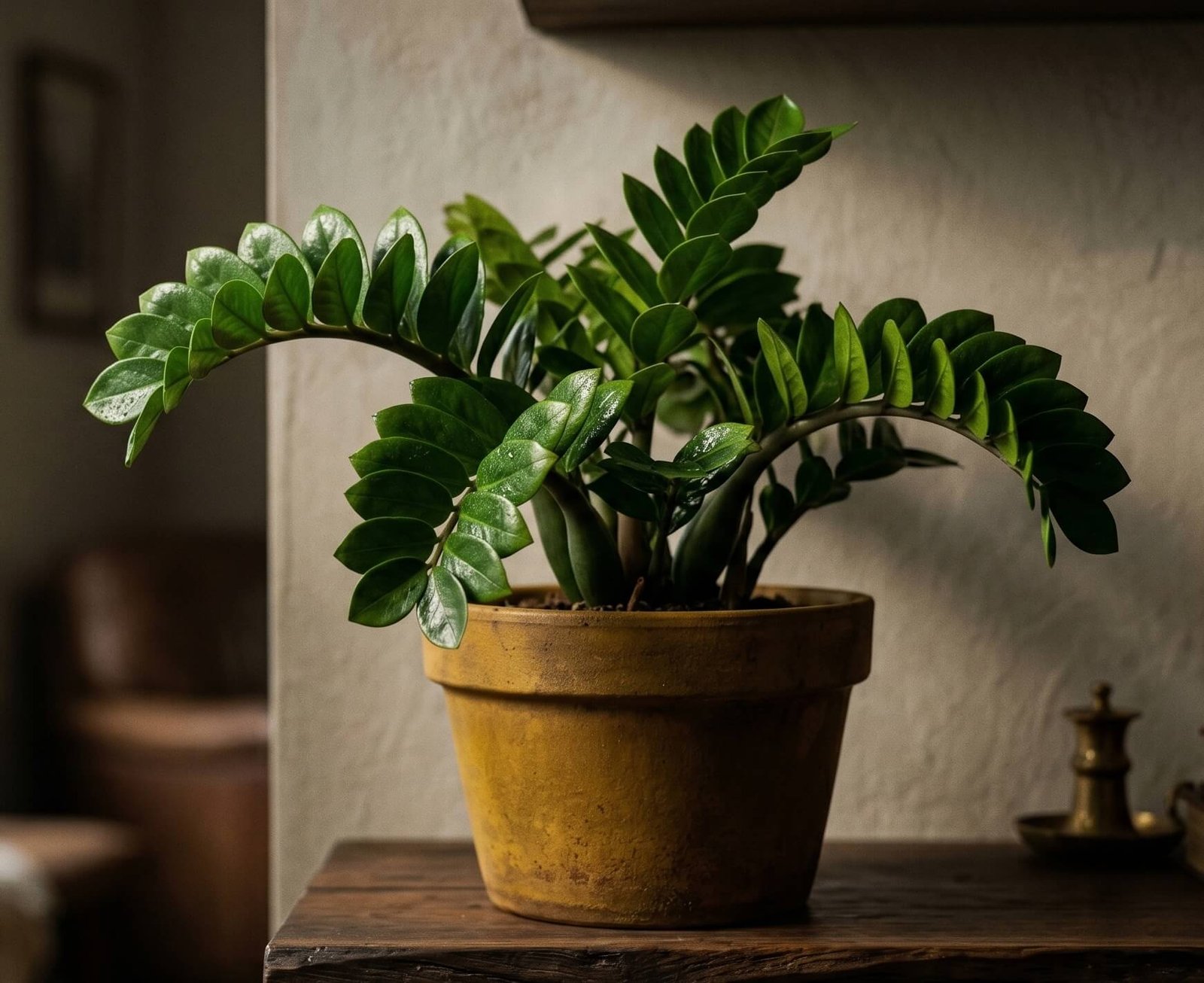 Kompaktiškas ir tamsiai žalias zamiokulko (Zamioculcas zamiifolia Zenzi) krūmas vazone