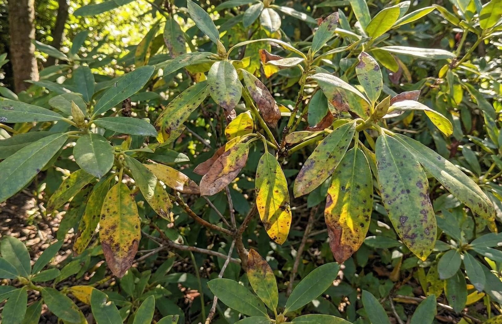 Rododendrų ligos, kodėl gelsta ir ruduoja lapai?