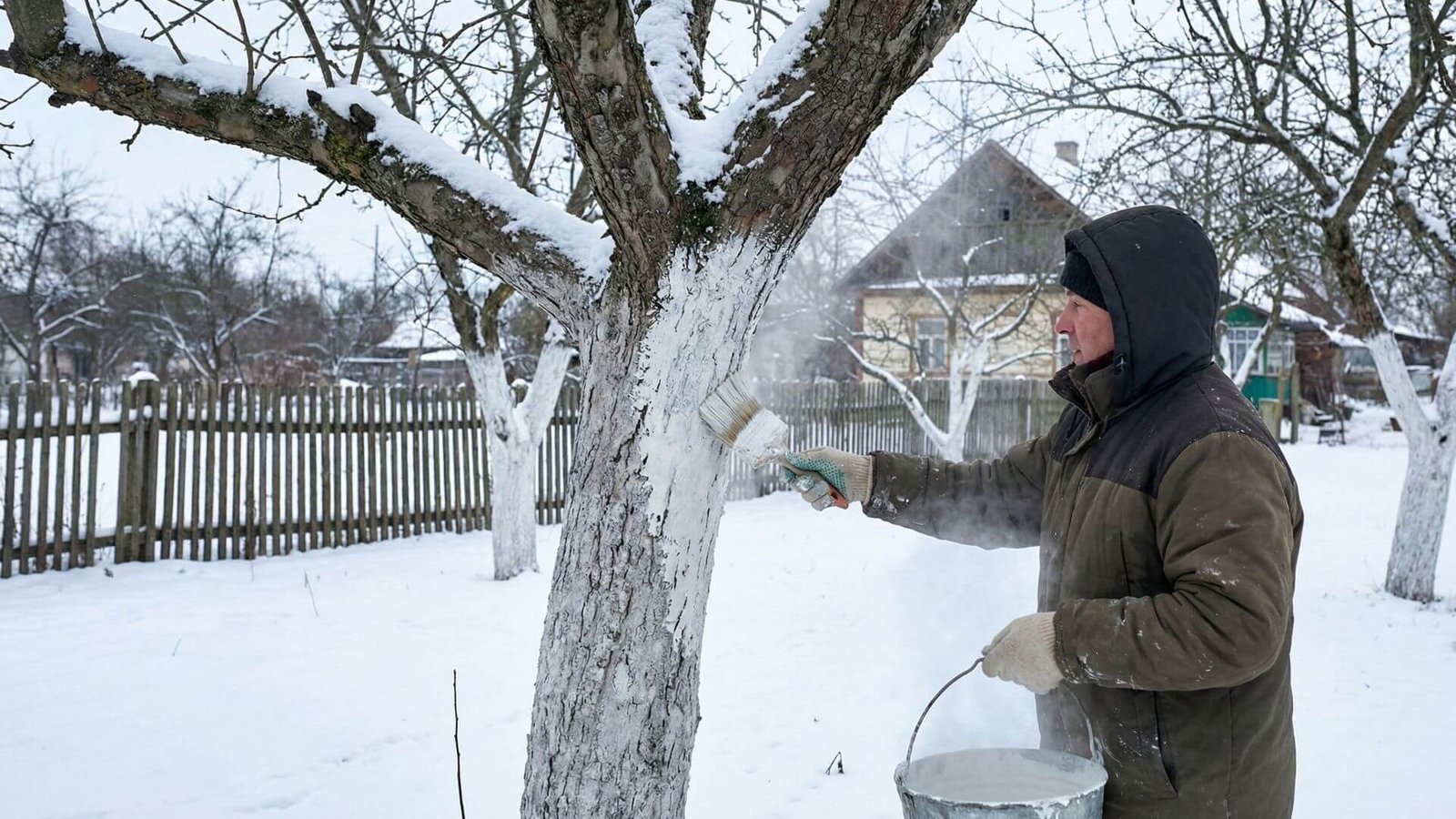 Vaismedžių balinimas, priežiūra ir 4 taisyklės sausį