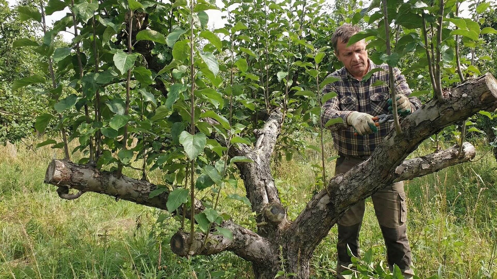 Vilkūglių pjovimas, 3 dalykai, kurių negalima pamiršti
