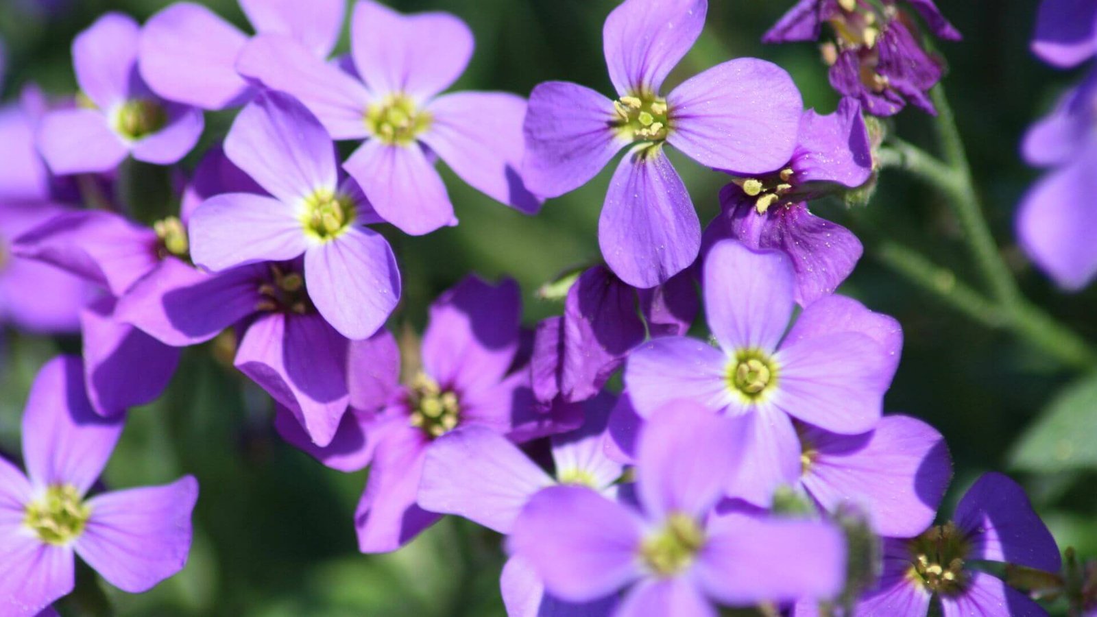 Aubretė (Aubrieta) TOP 3, kokią rinktis šiam sezonui?