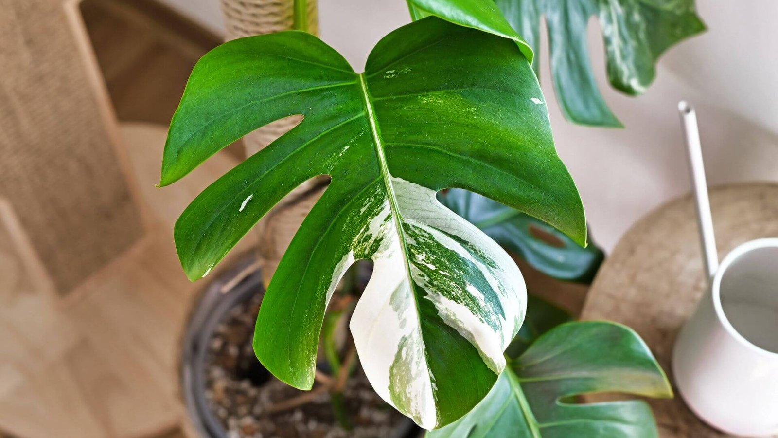 Balta monstera deliciosa Variegata