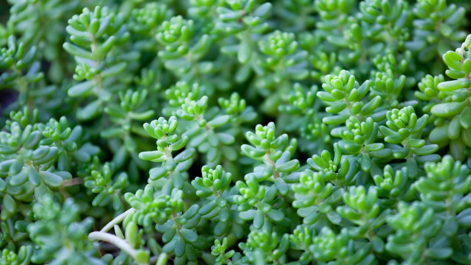 Baltažiedis šilokas (lot. Sedum album)