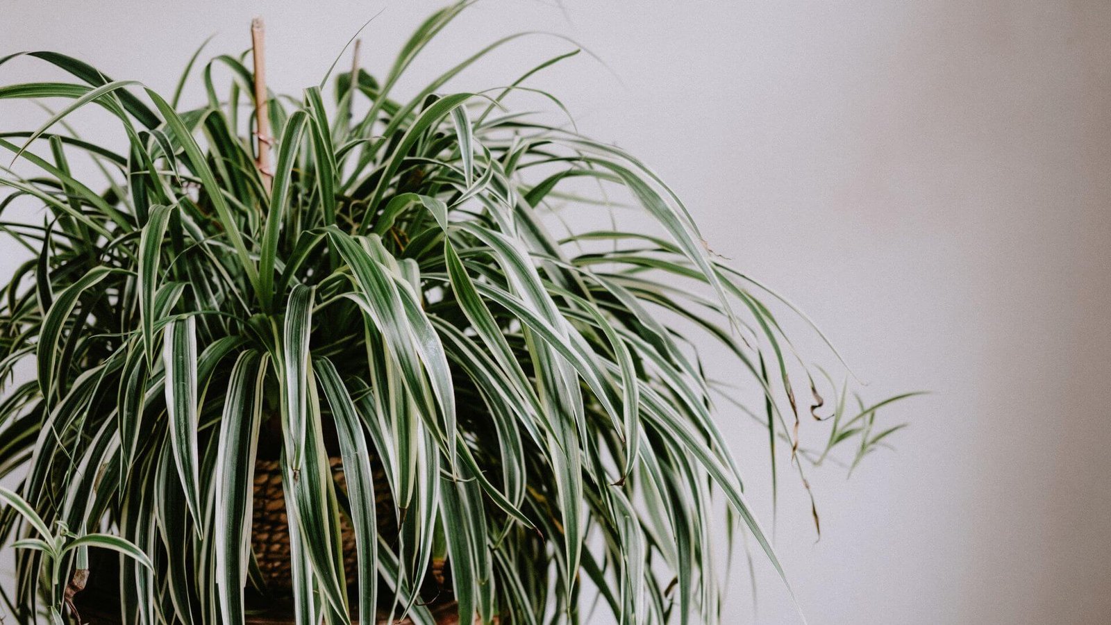 Chlorofitas (lot. Chlorophytum comosum)