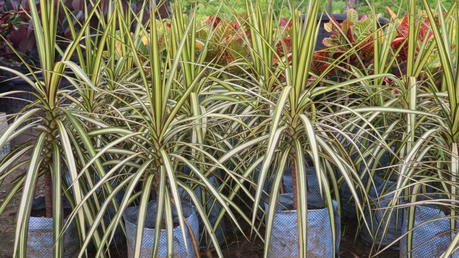 Kraštuotoji dracena (lot. Dracaena marginata) priežiūra, sodinimas, tręšimas, vieta