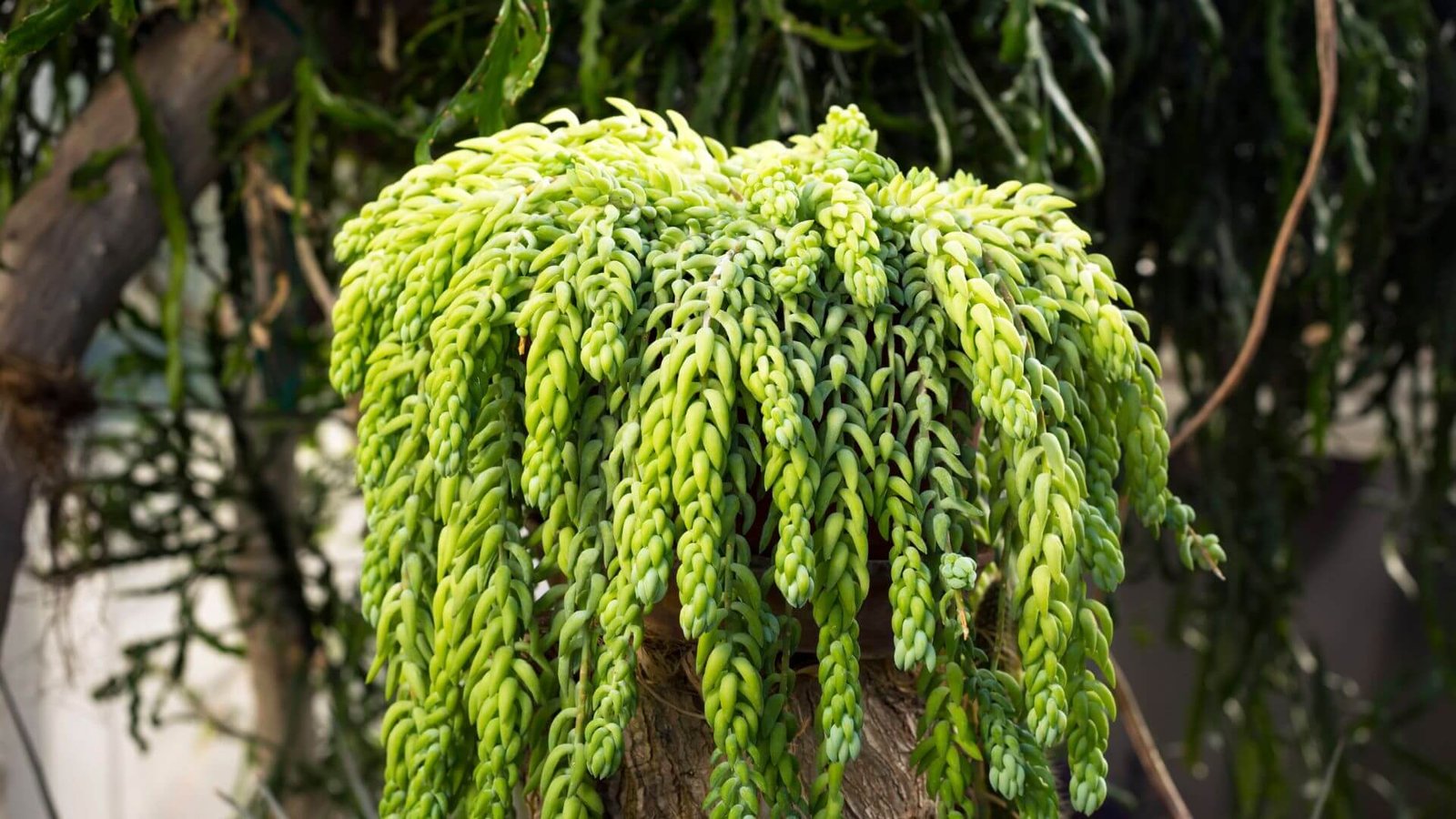 Morgano šilokas (lot. Sedum morganianum)
