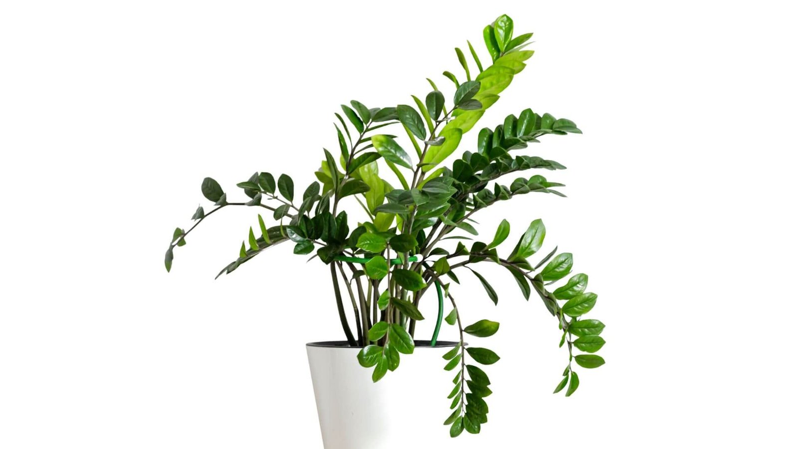 Zamiokulkas (lot. Zamioculcas zamiifolia)