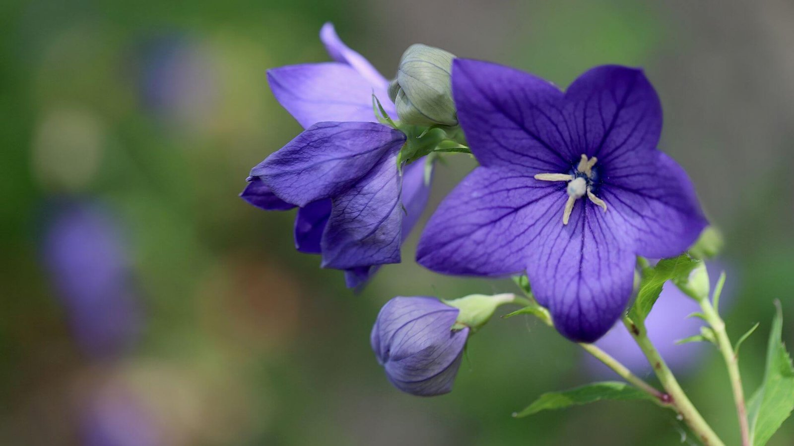 Melsvai violetiniai, varpelio formos katilėlio 'Summertime Blues' žiedai
