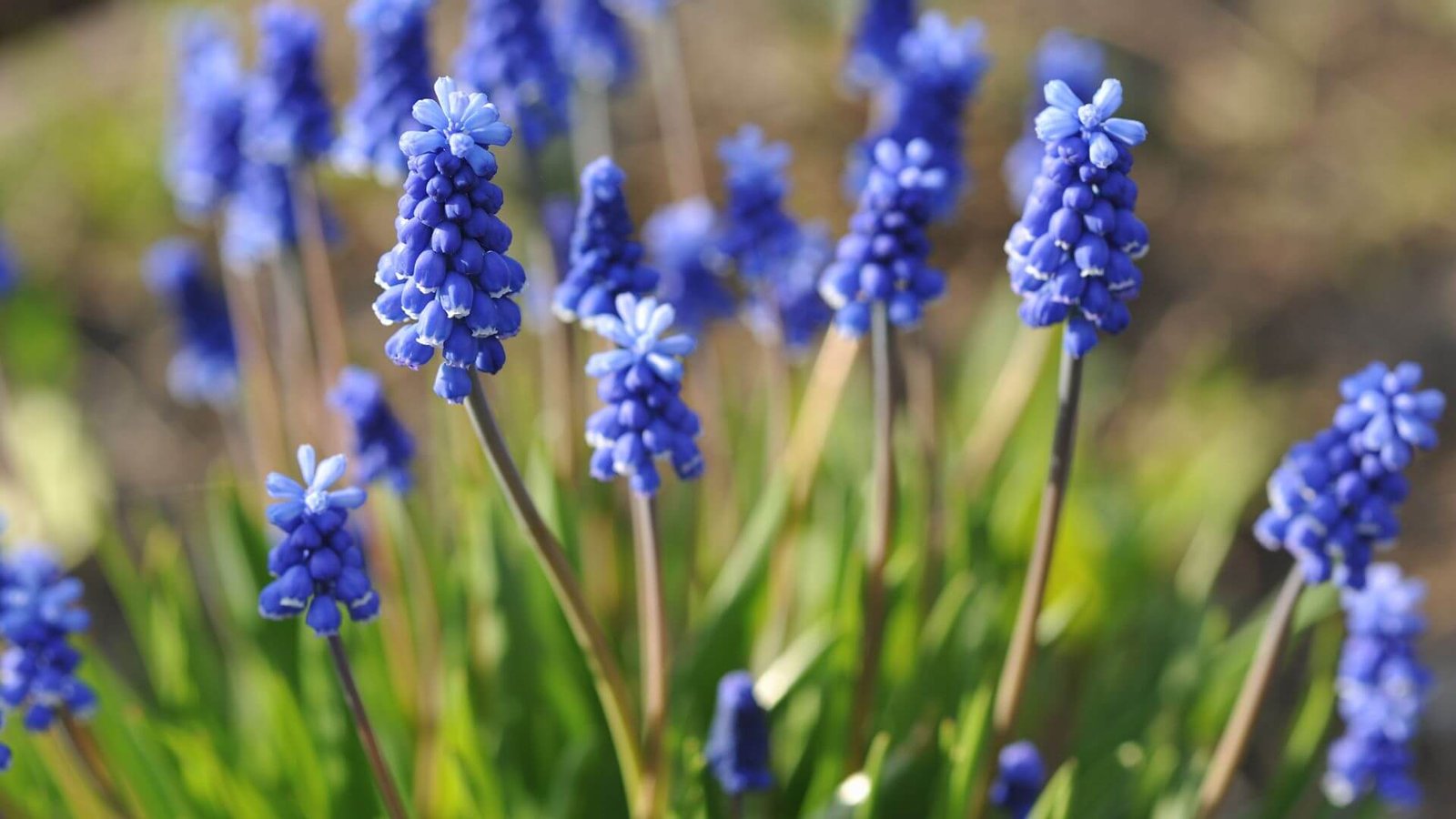 Mėlynos žydrės žiedynas iš arti