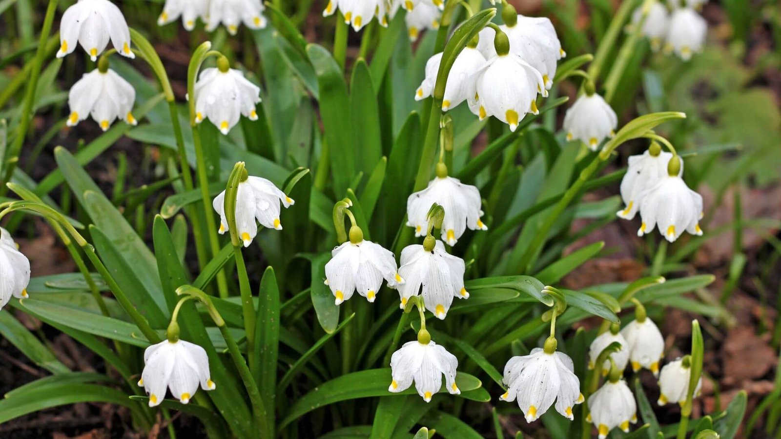 Gleznas baltas snieguoles ziedas is arti