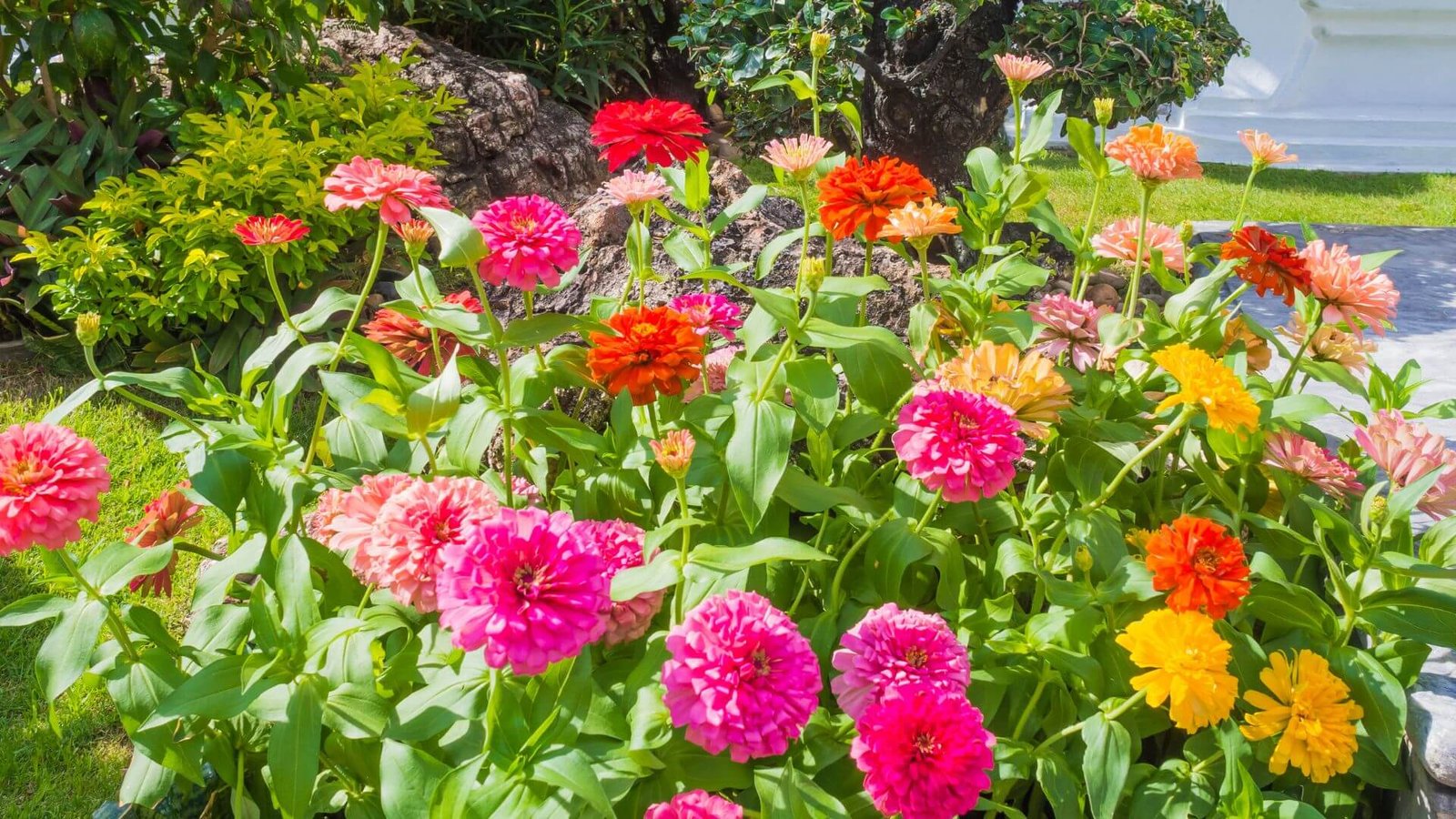 Spalvingos gvaizdūnės (Zinnia elegans) gėlyne saulėtą dieną