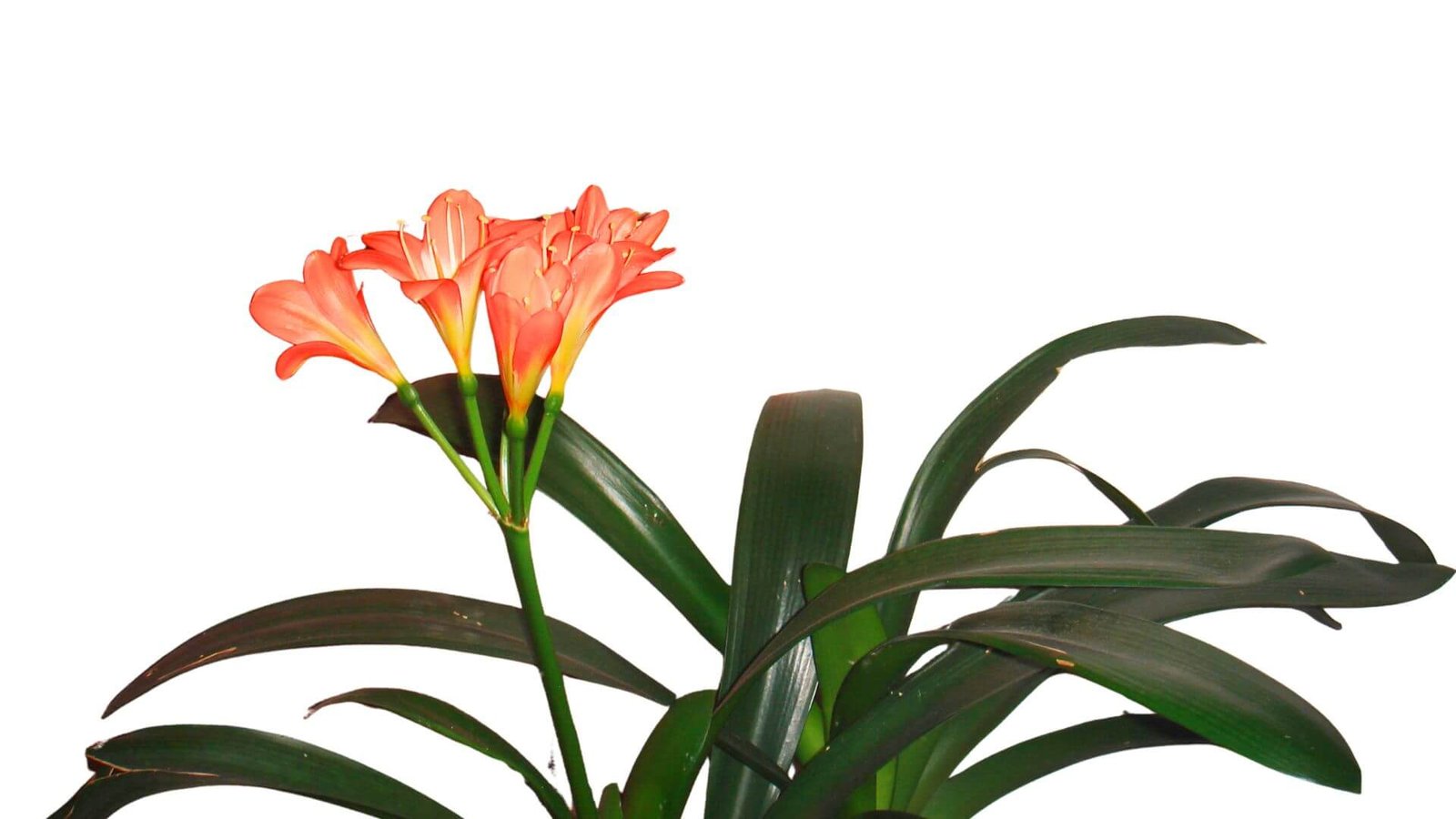 Klivijos augalas su tamsiai žaliais lapais ir oranžiniais žiedais