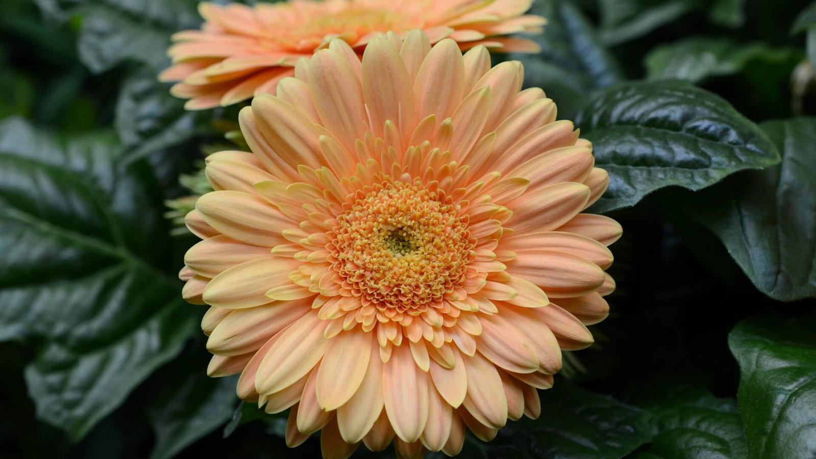 Įvairiaspalvių gerberų žiedai