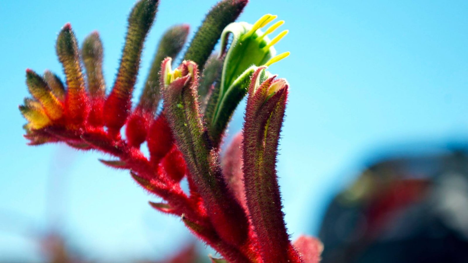 Aksominiai, į leteną panašūs ožūnio žiedai