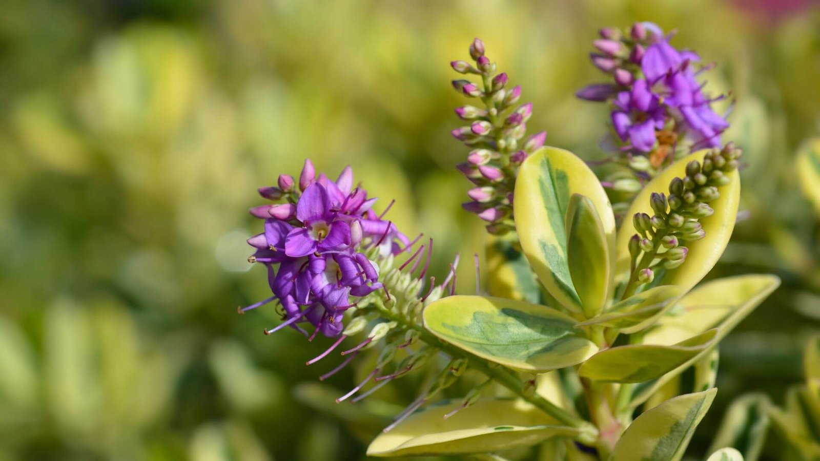 Hebės krūmas su margais lapais ir violetiniais žiedais