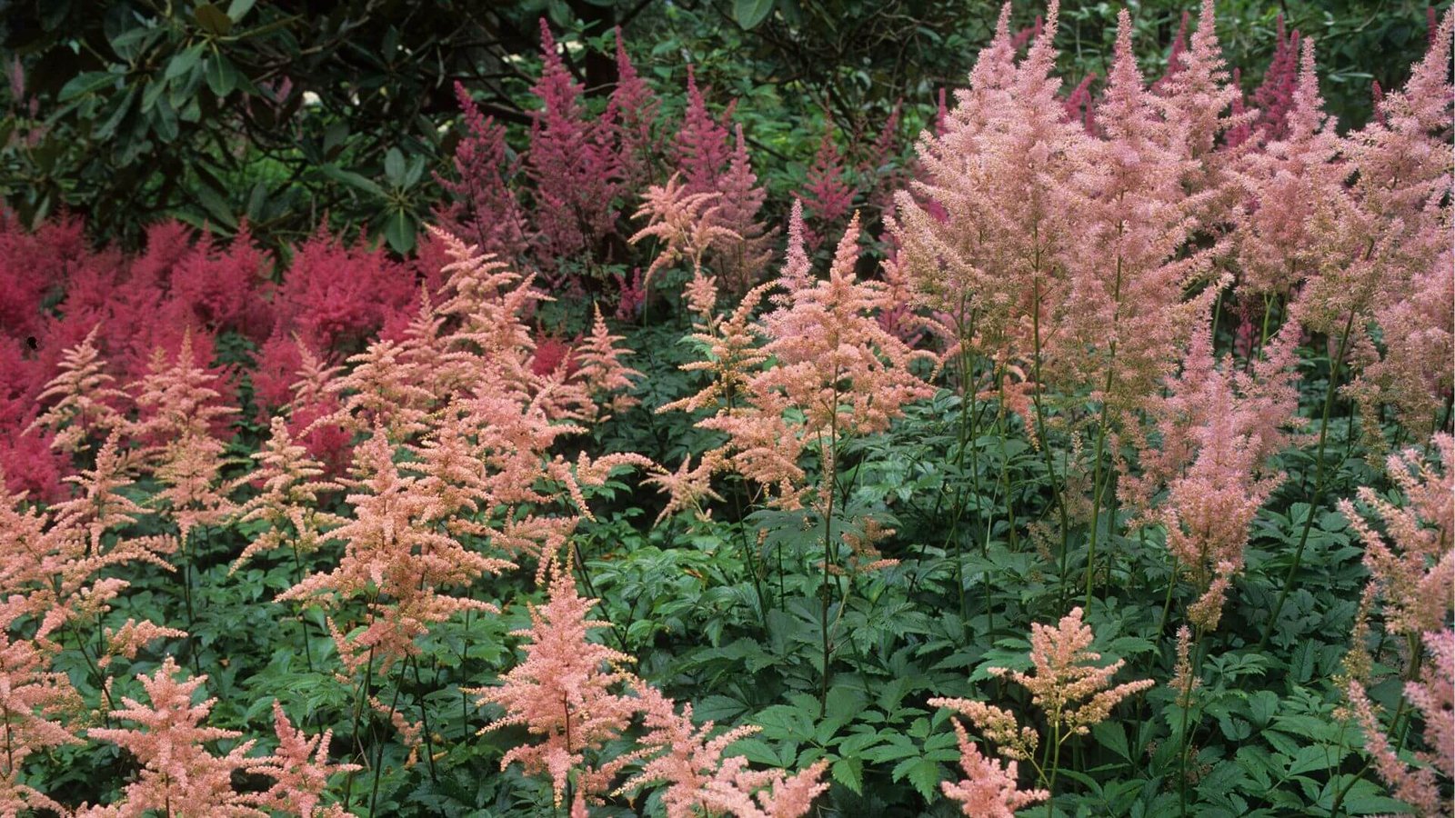 Svyrančios, į stručio plunksnas panašios astilbės 'Straussenfeder' šluotelės