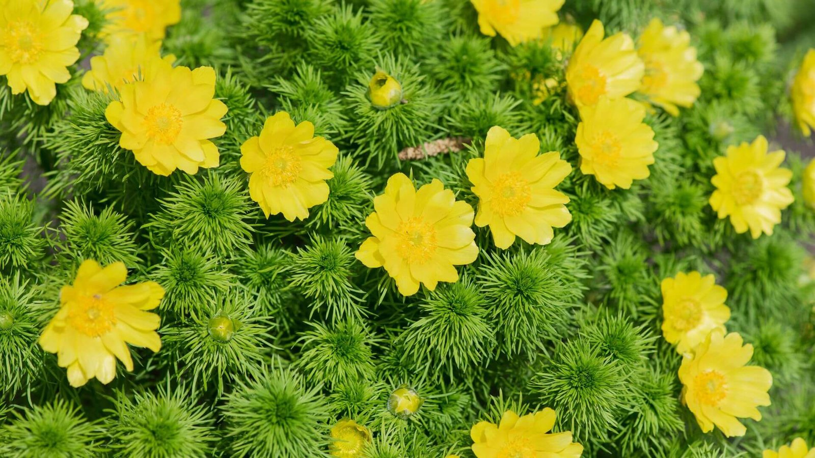Ryškiai geltonas pavasarinio adonio (Adonis vernalis) žiedas
