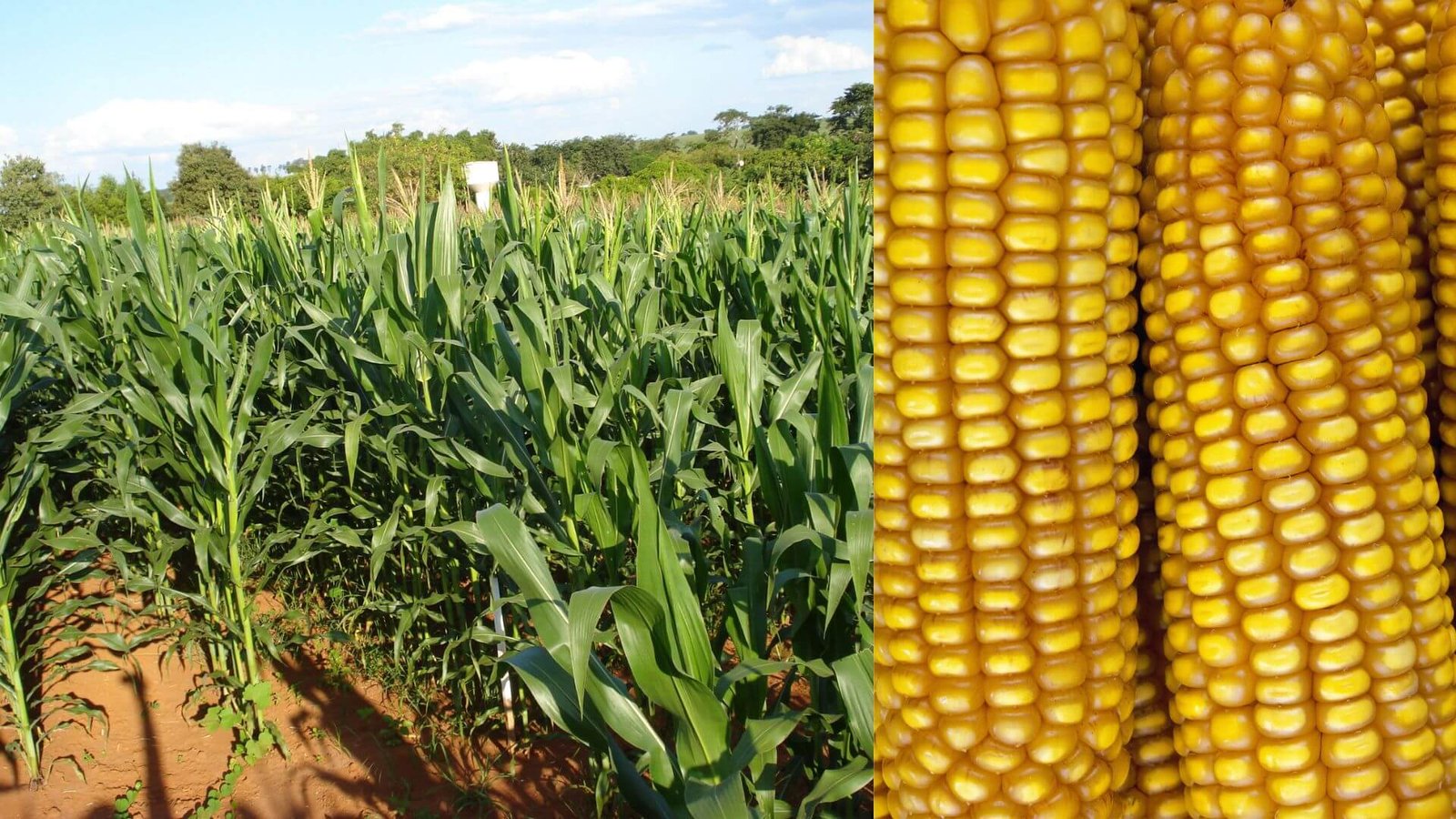 Geltona, prinokusi kukurūzo burbuolė