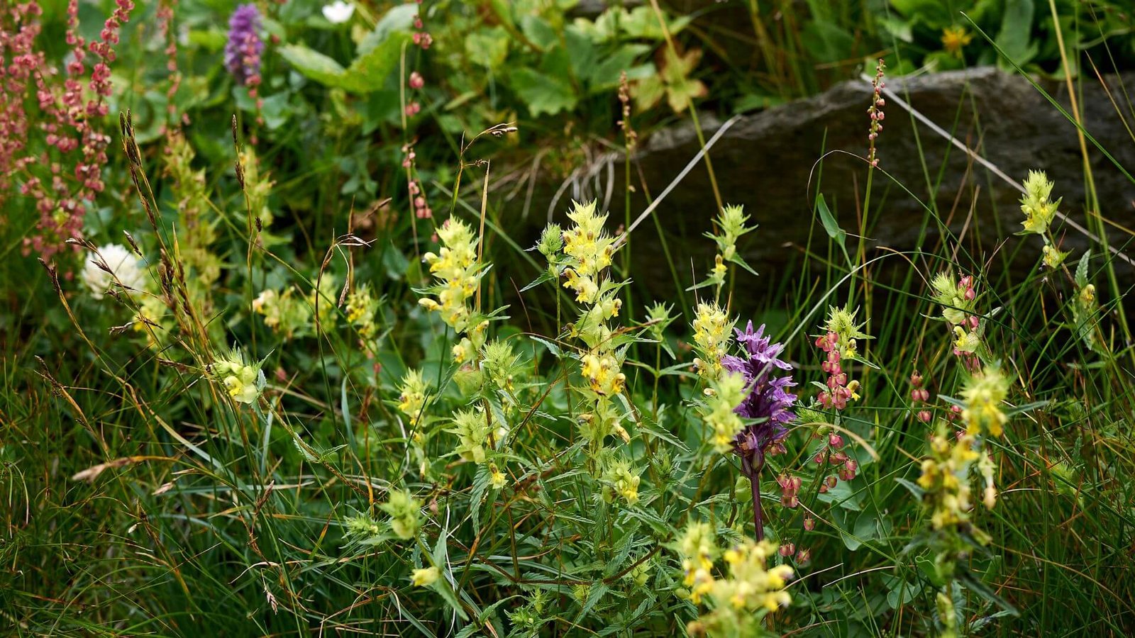 Geltonas didžiojo barškučio žiedas