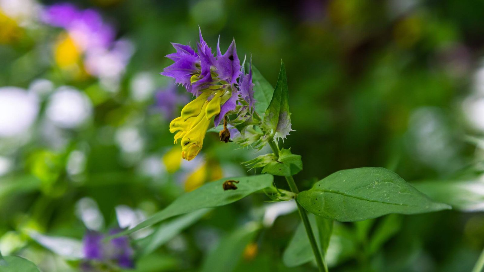 Geltoni kūpolio žiedai ir violetiniai viršutiniai lapai