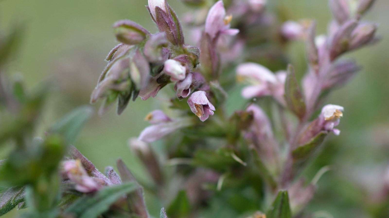 Smulkūs, rausvi skėstuko žiedai
