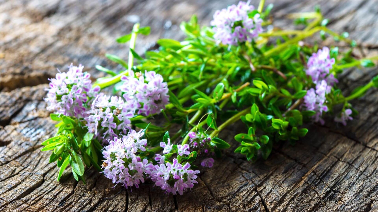 Žalia daržinio dašio šakelė su lapeliais