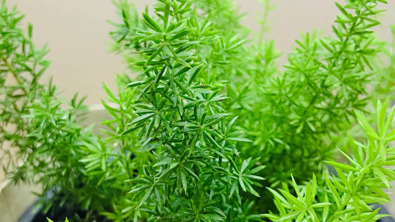 Svyrančios, tankios tankiažiedžio smidro šakos