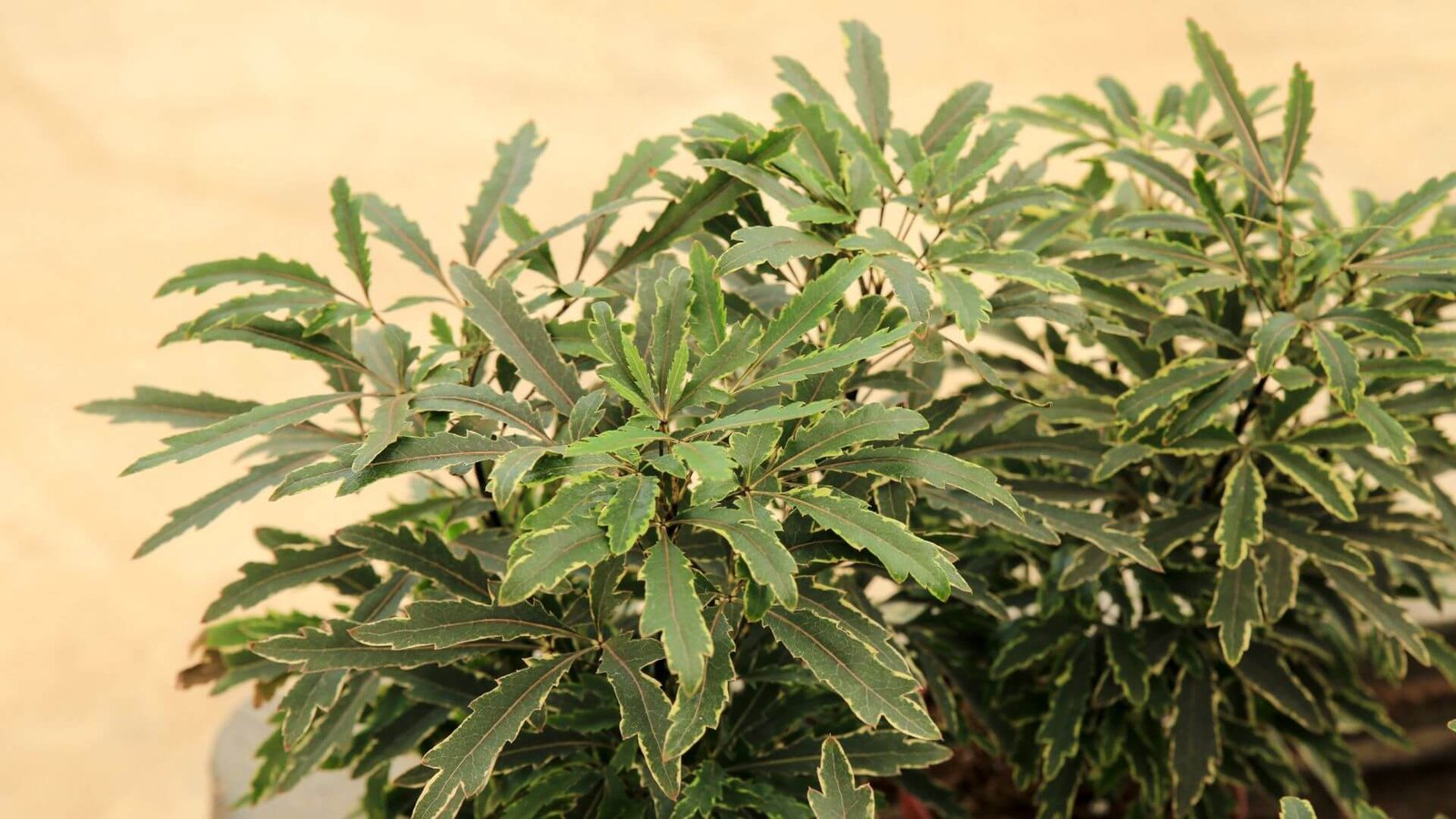 Aukštas, grakštus dizigoteka augalas su tamsiais lapais