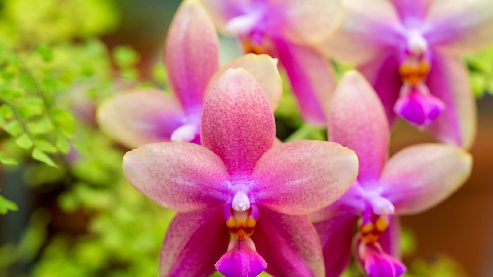 Geltonas su purpurinėmis dėmėmis falenopsio 'Liodoro' žiedas