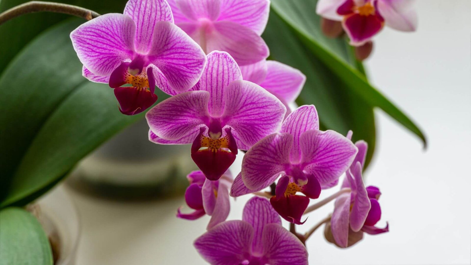 Margi lapai ir rožinis falenopsio 'Sogo Vivien' žiedas