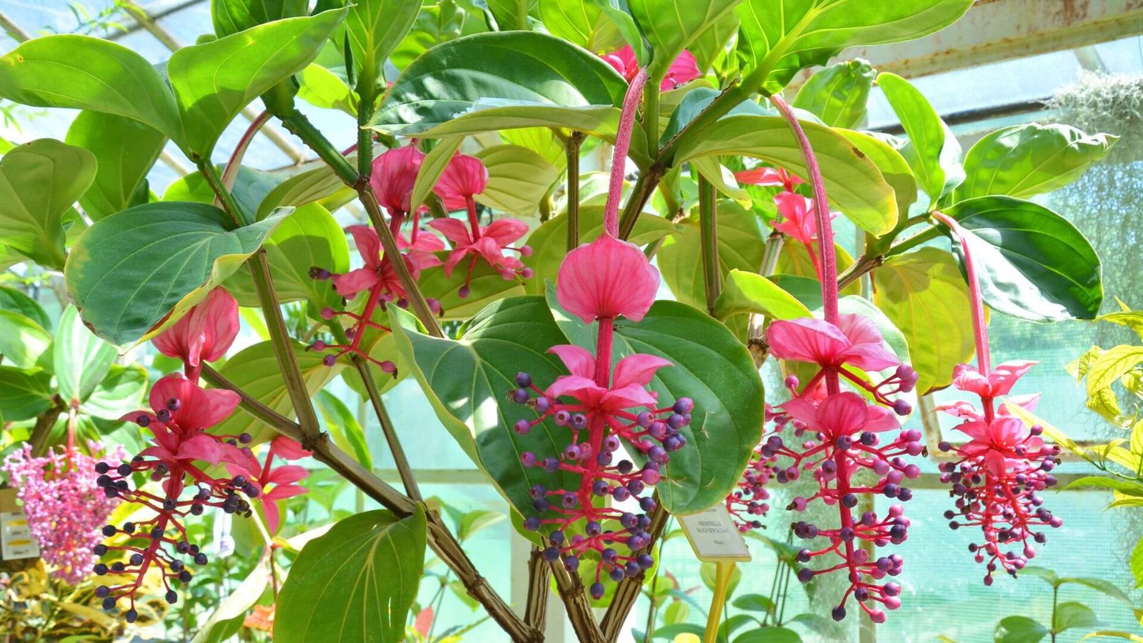 Svyrantis, rožinis medinilės žiedynas